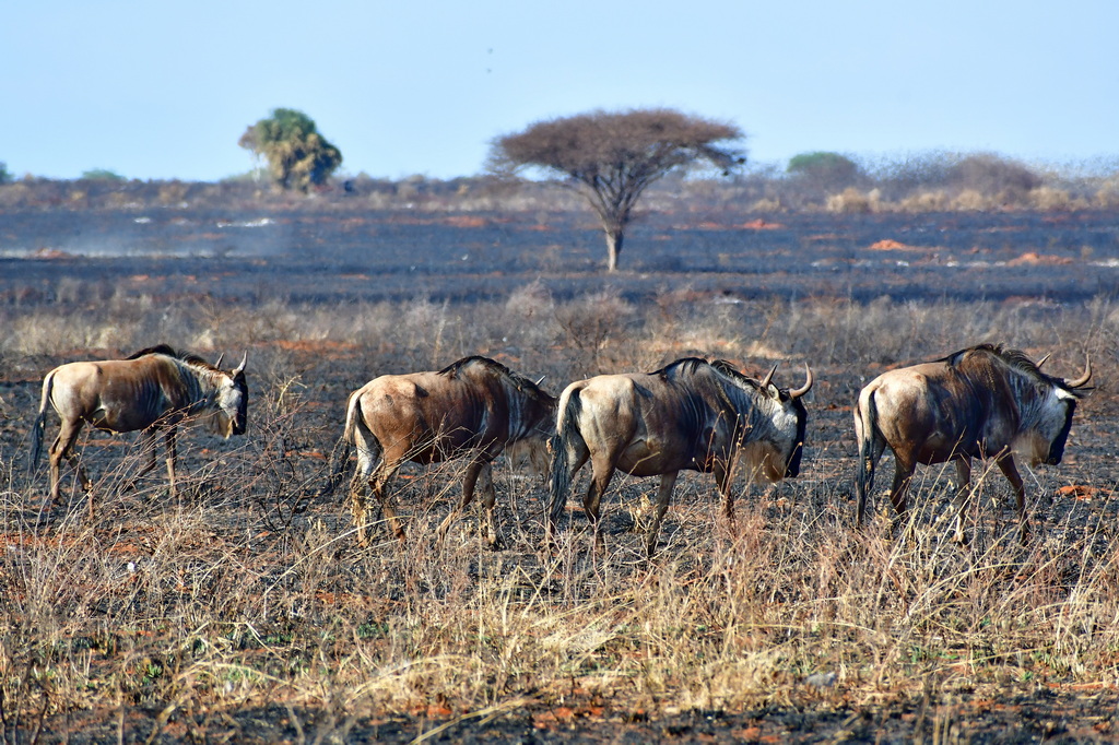 Tsavo West National Park